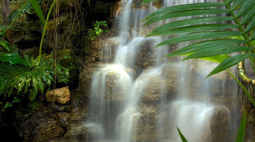 Krohn Conservatory som omfatter en kaskade