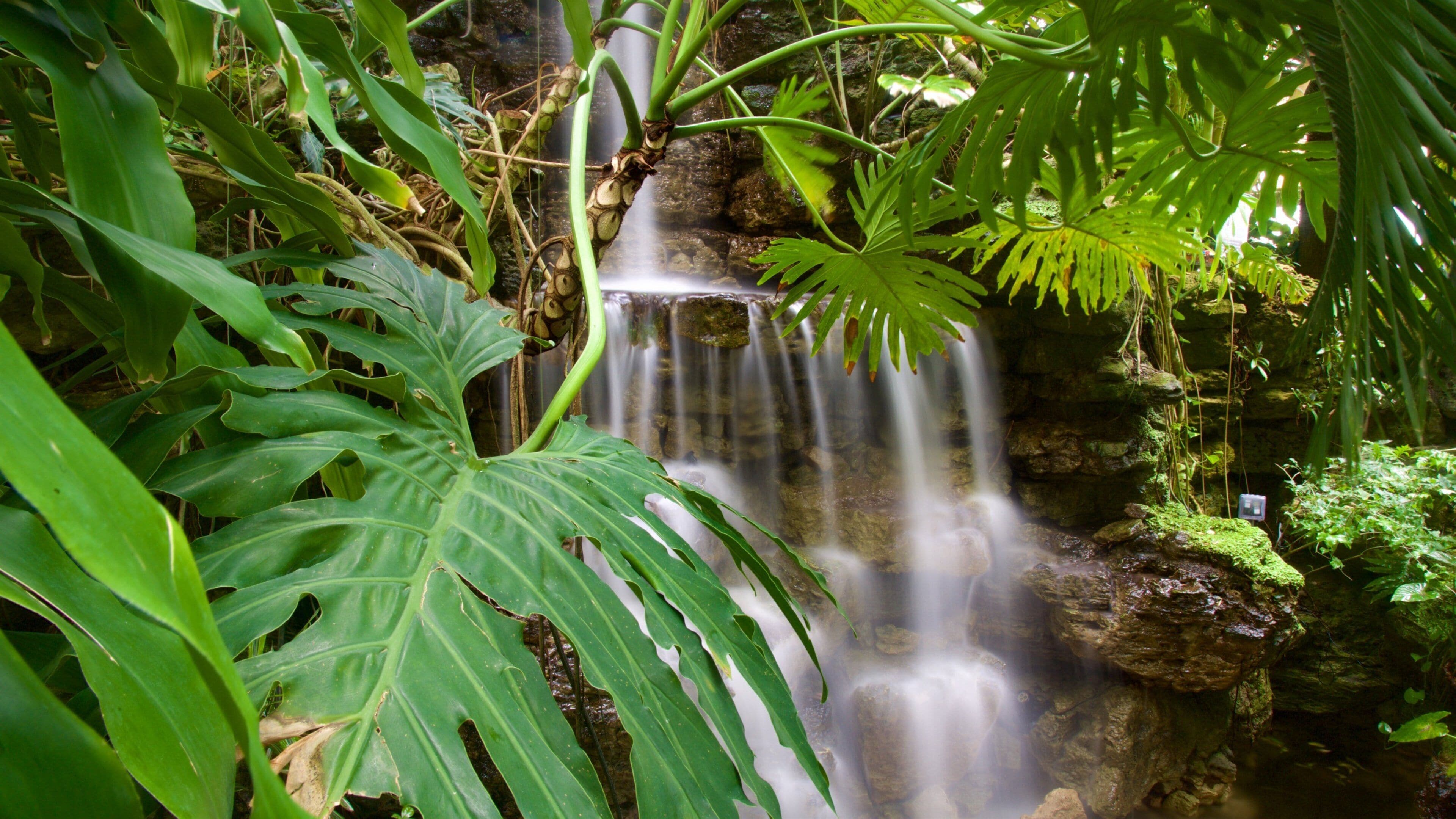 Krohn Conservatory featuring a waterfall