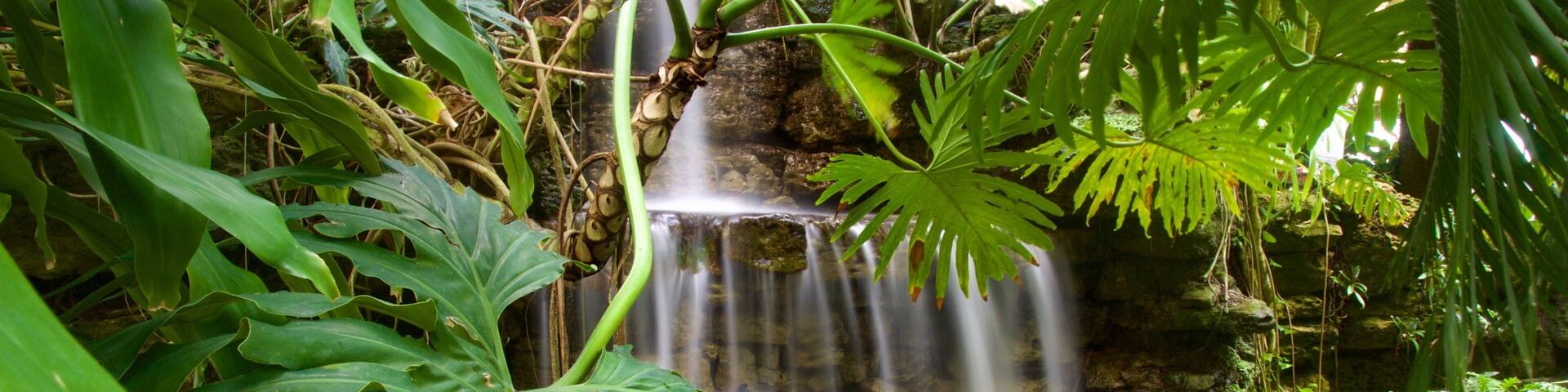Krohn Conservatory featuring a waterfall
