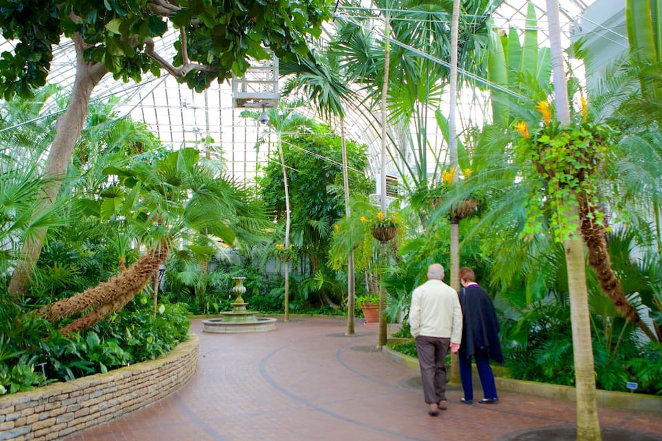 A greenhouse with lush tropical plants and a brick pathway.