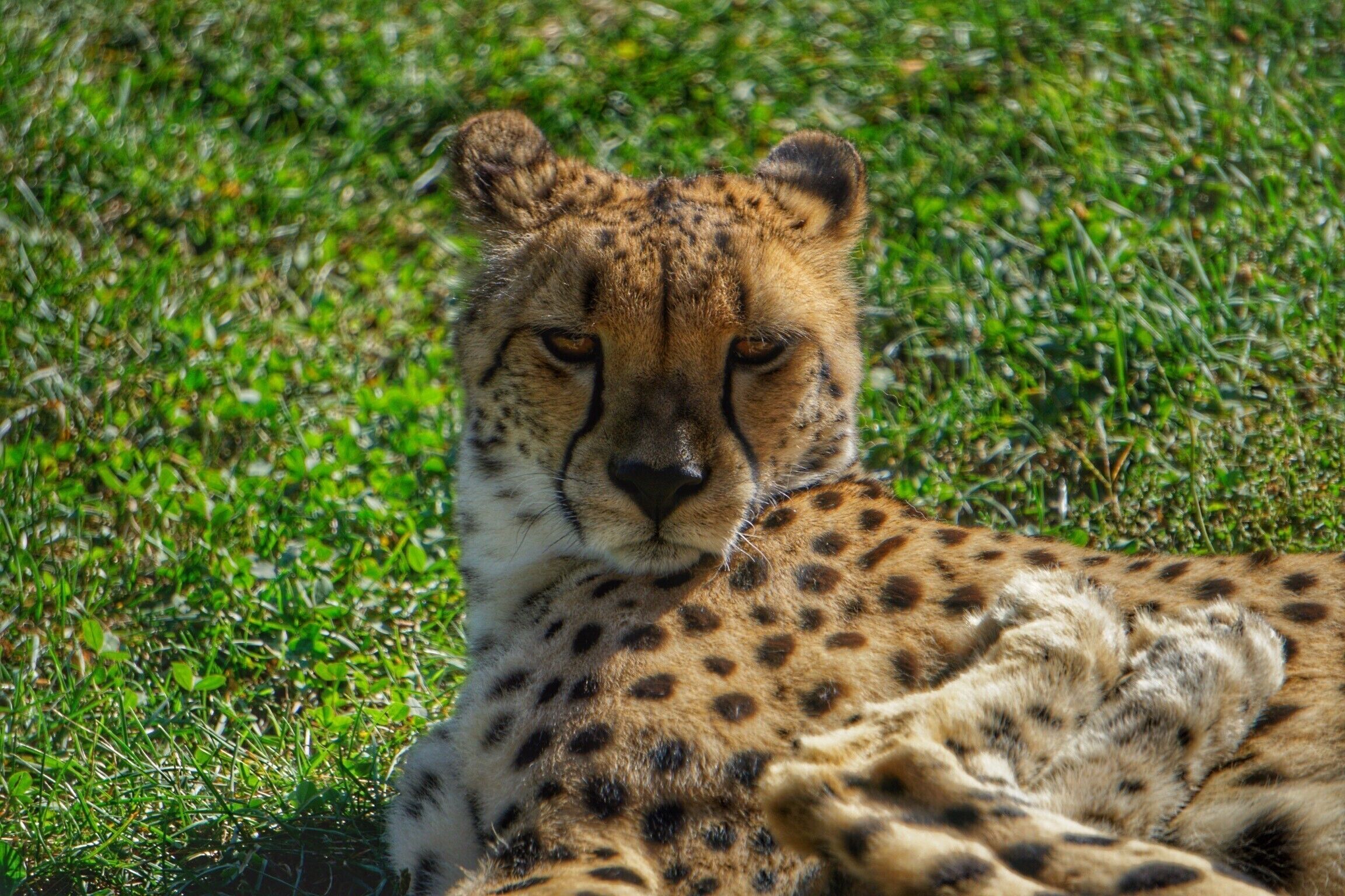 Cheetah
