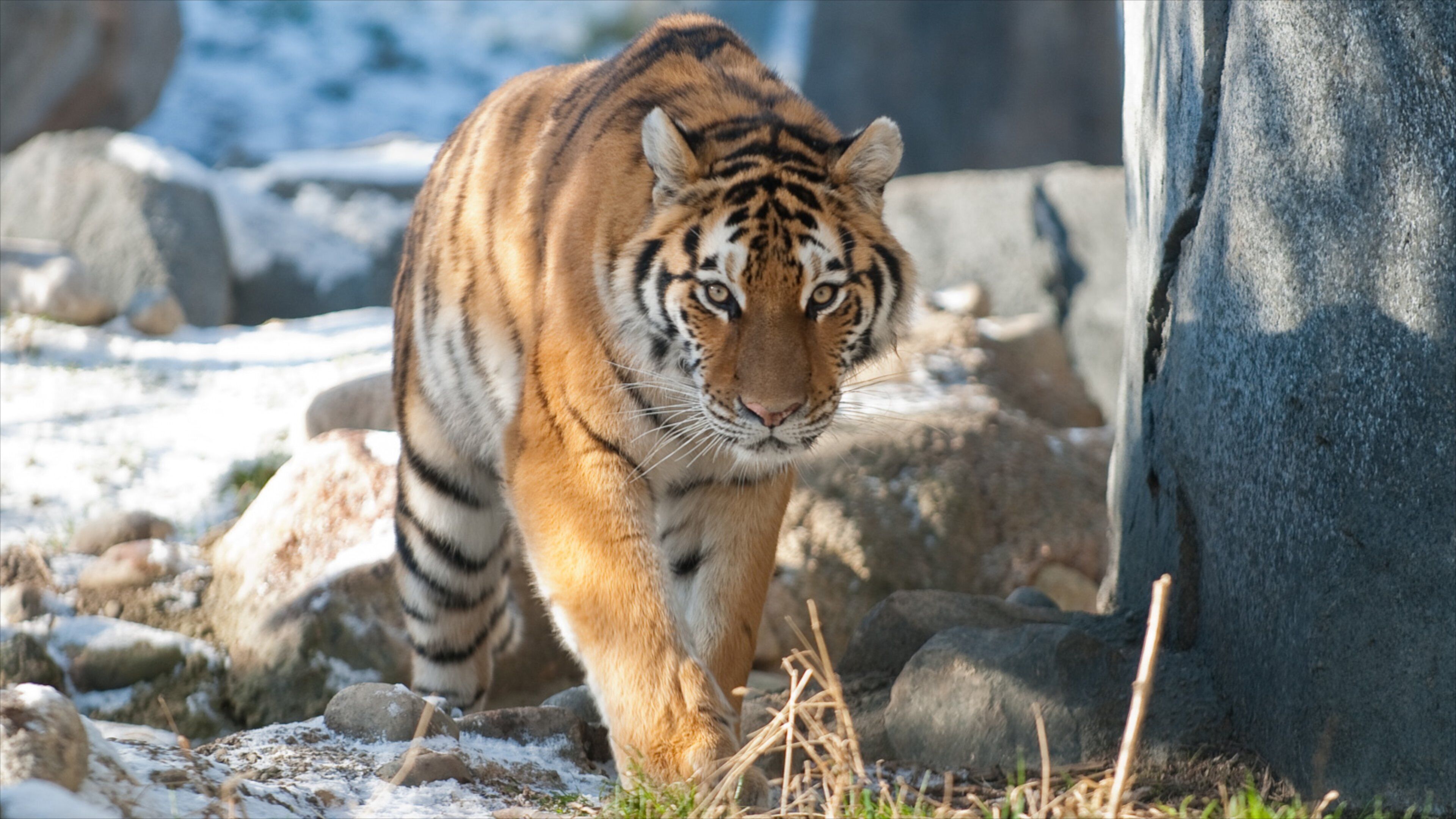 Columbus Zoo and Aquarium showing zoo animals and dangerous animals