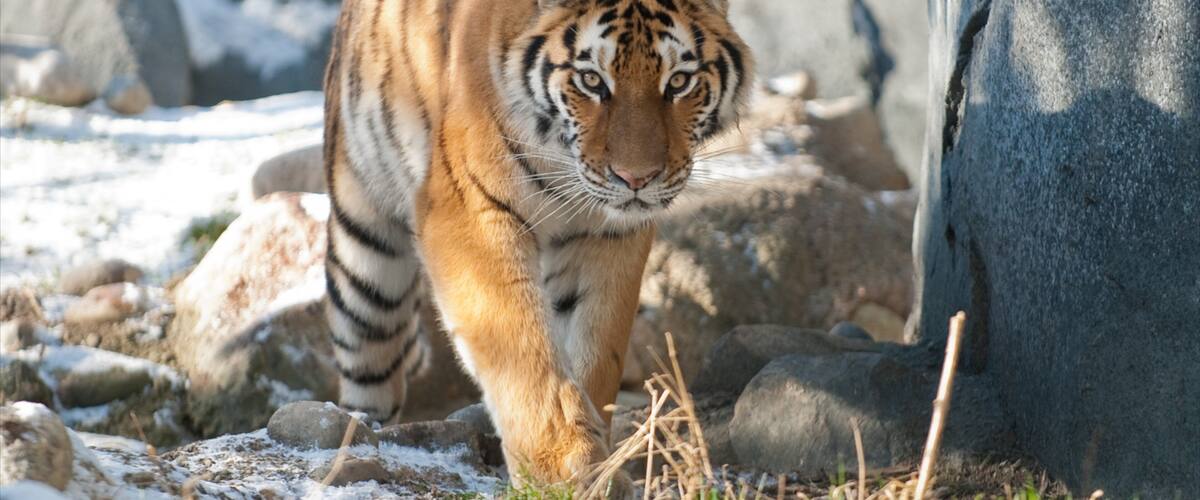 Columbus Zoo and Aquarium mostrando animales del zoológico y animales peligrosos