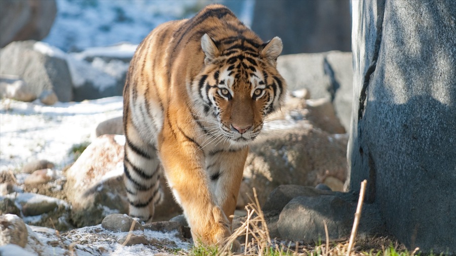 Columbus Zoo and Aquarium showing zoo animals and dangerous animals