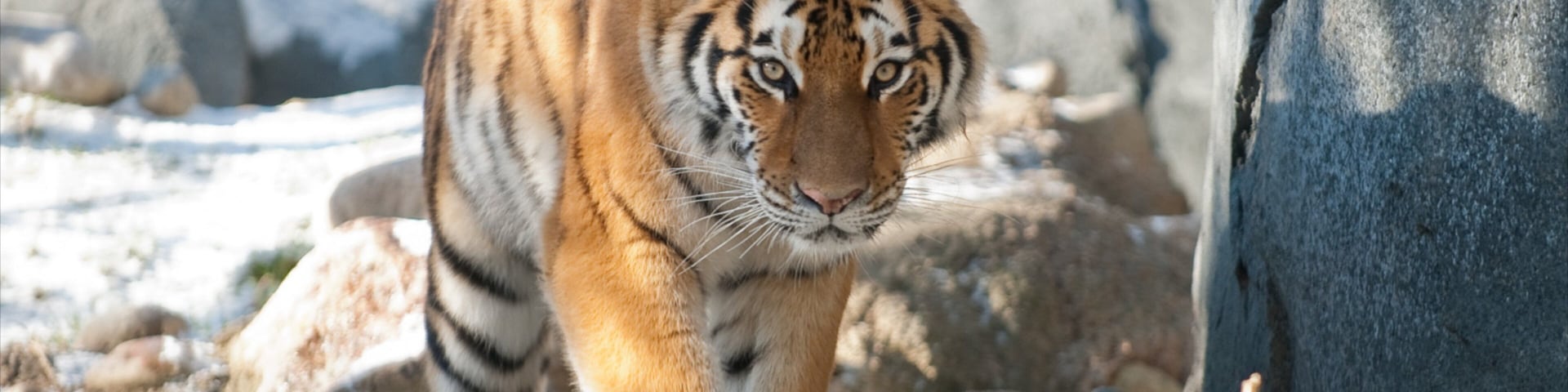 Columbus Zoo and Aquarium showing zoo animals and dangerous animals