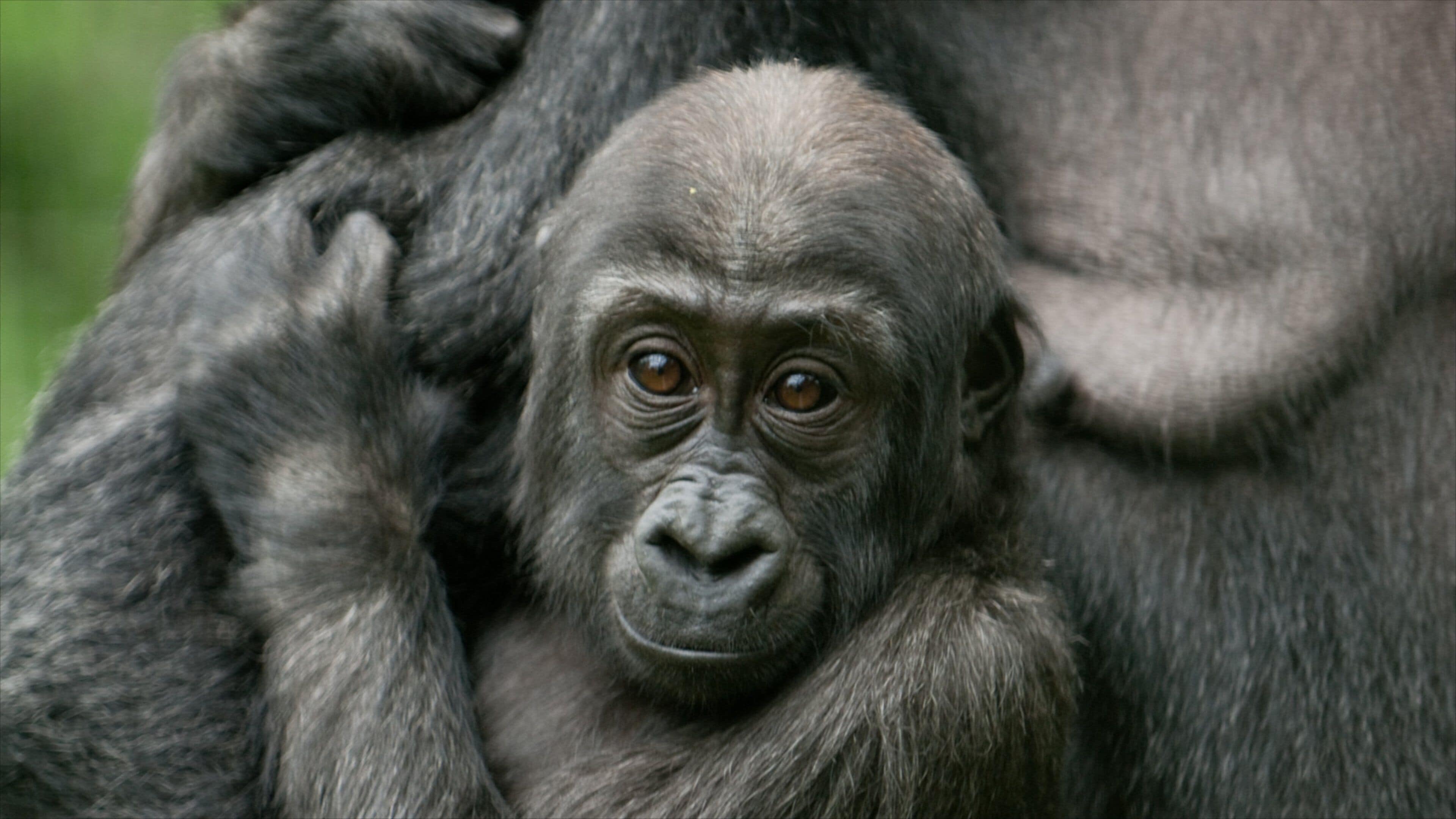 Columbus Zoo and Aquarium featuring zoo animals, cuddly or friendly animals and land animals