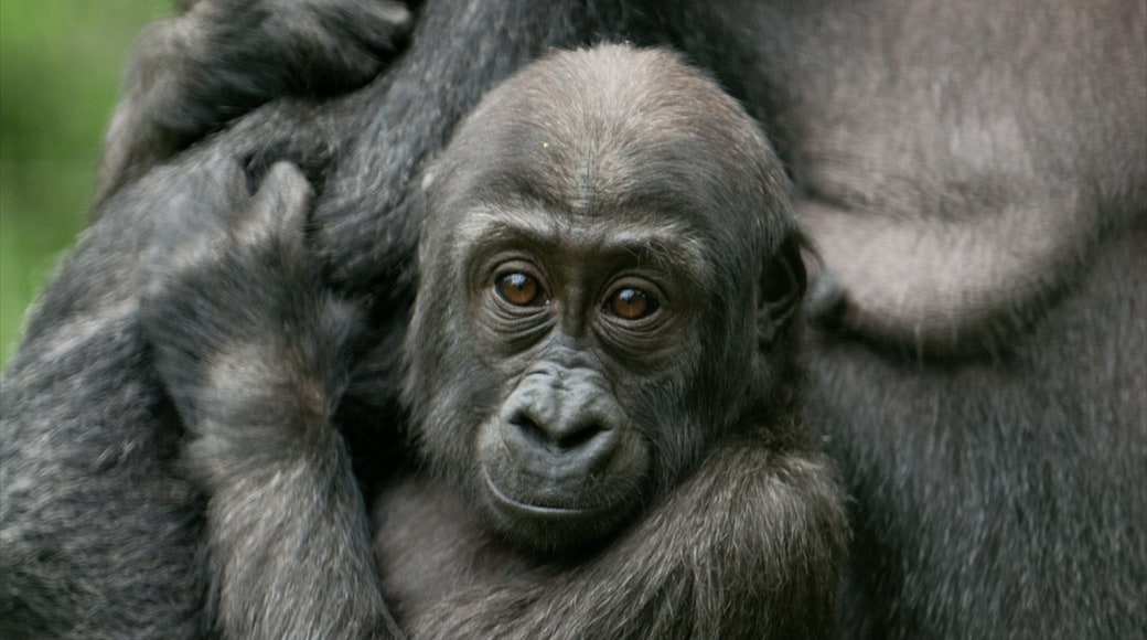 Columbus Zoo and Aquarium featuring zoo animals, cuddly or friendly animals and land animals