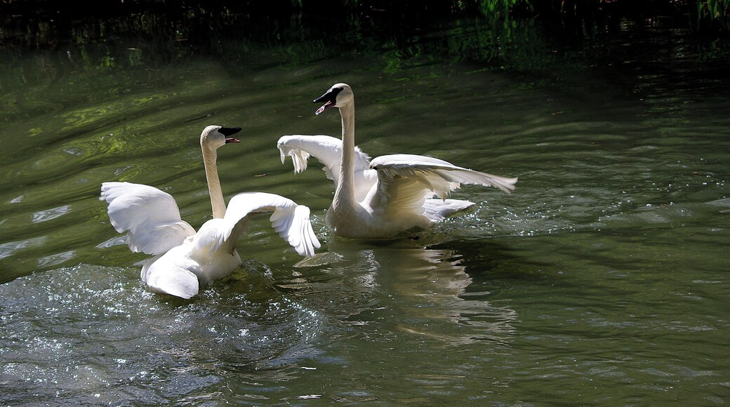 These birds could be heard from all over the zoo. Columbus Zoo is AZA Accredited.
