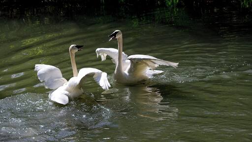 These birds could be heard from all over the zoo. Columbus Zoo is AZA Accredited.