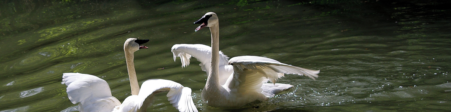 These birds could be heard from all over the zoo. Columbus Zoo is AZA Accredited.