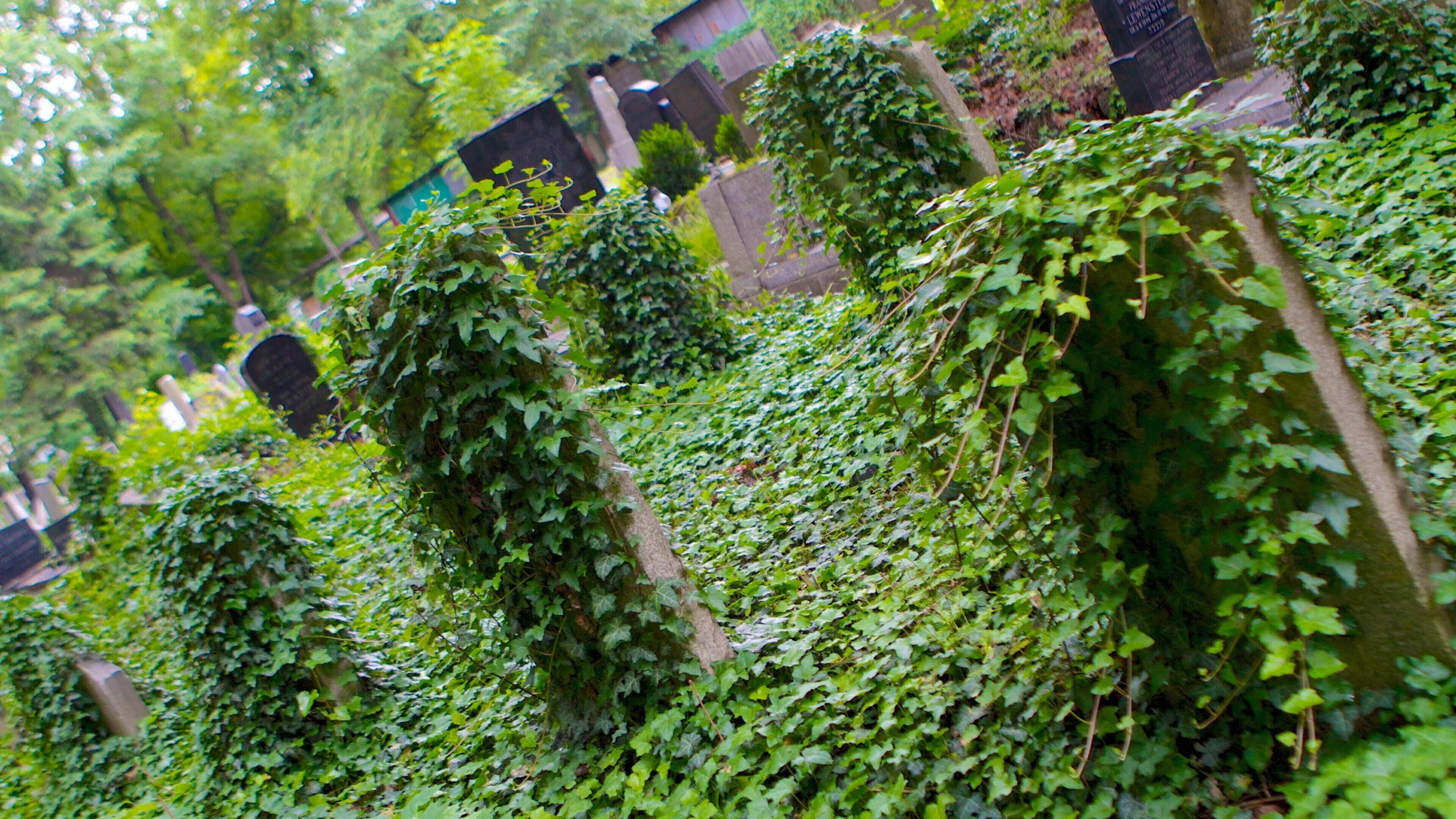 Cementerio judío ofreciendo un cementerio