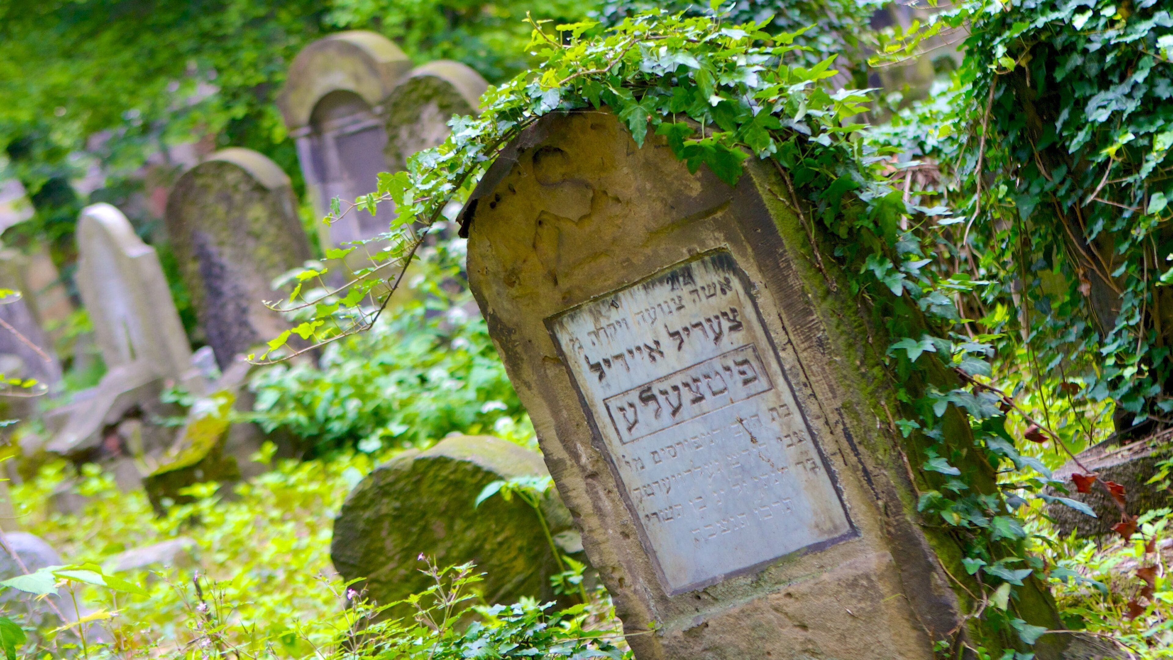 Une pierre tombale ornée d’inscriptions en hébreu, entourée de verdure.