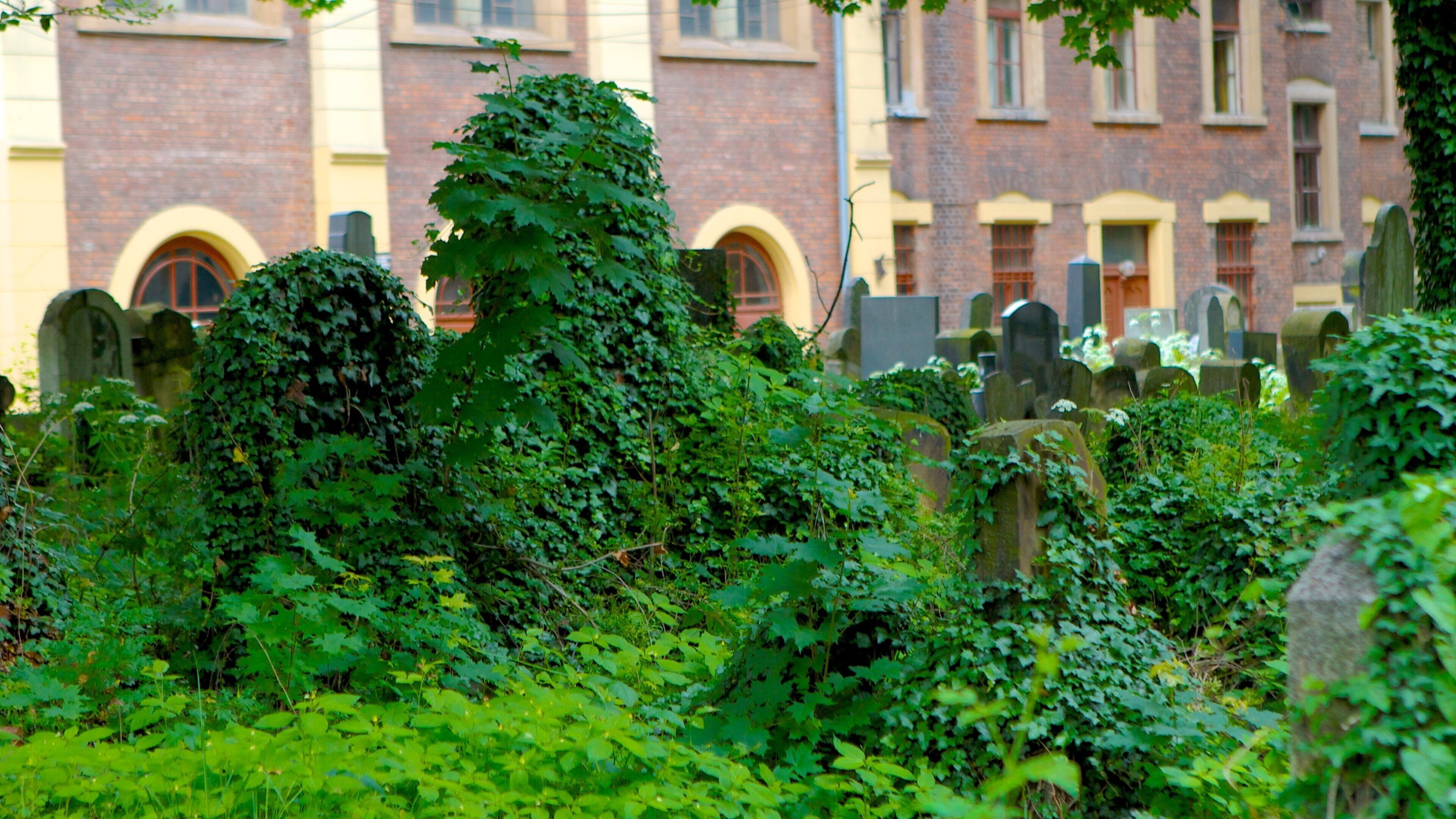 Jewish Cemetery showing religious elements and a cemetery