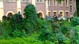 A cemetery with overgrown greenery and old headstones.