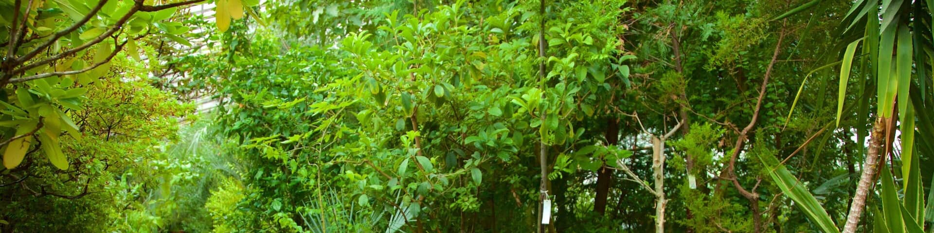 Moscow Botanical Gardens featuring a park