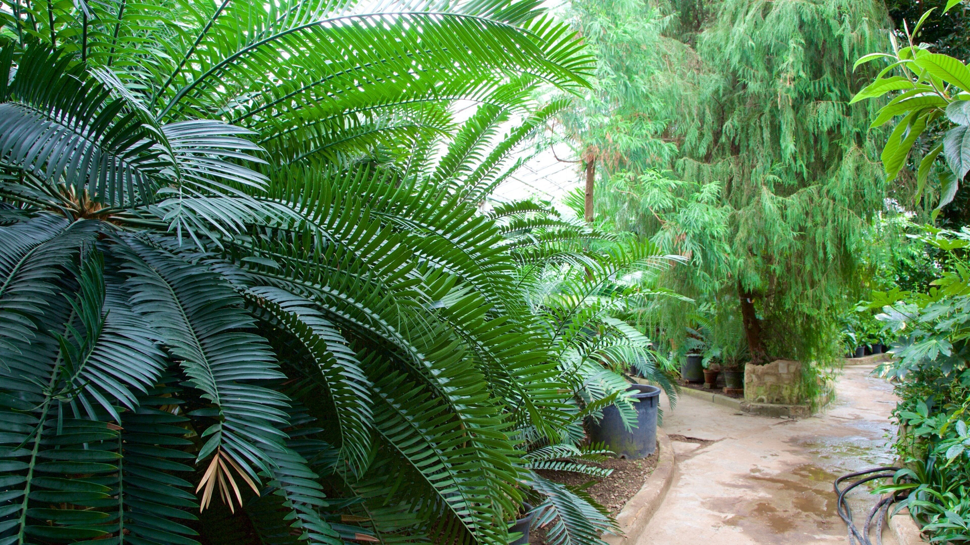 Jardin botanique de Moscou mettant en vedette parc