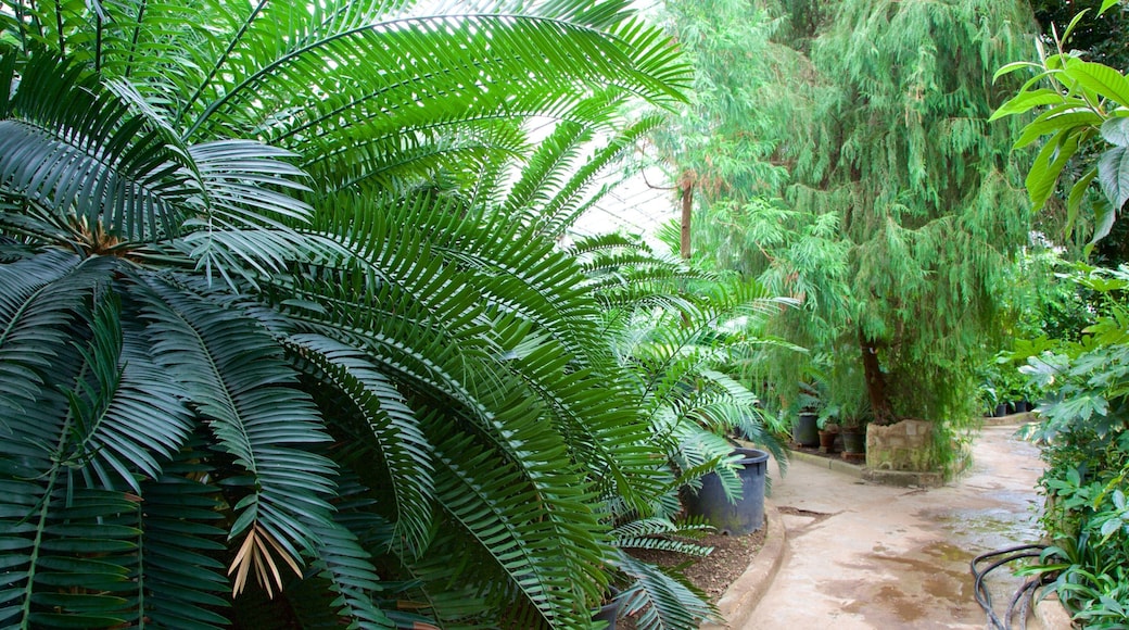 莫斯科植物園 呈现出 花園