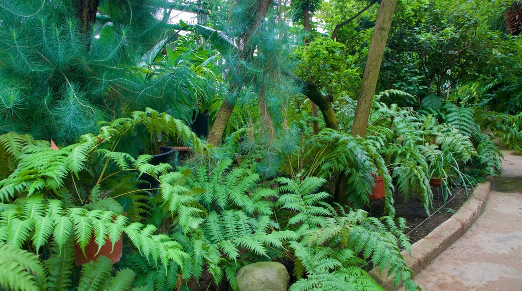 莫斯科植物園 呈现出 公園