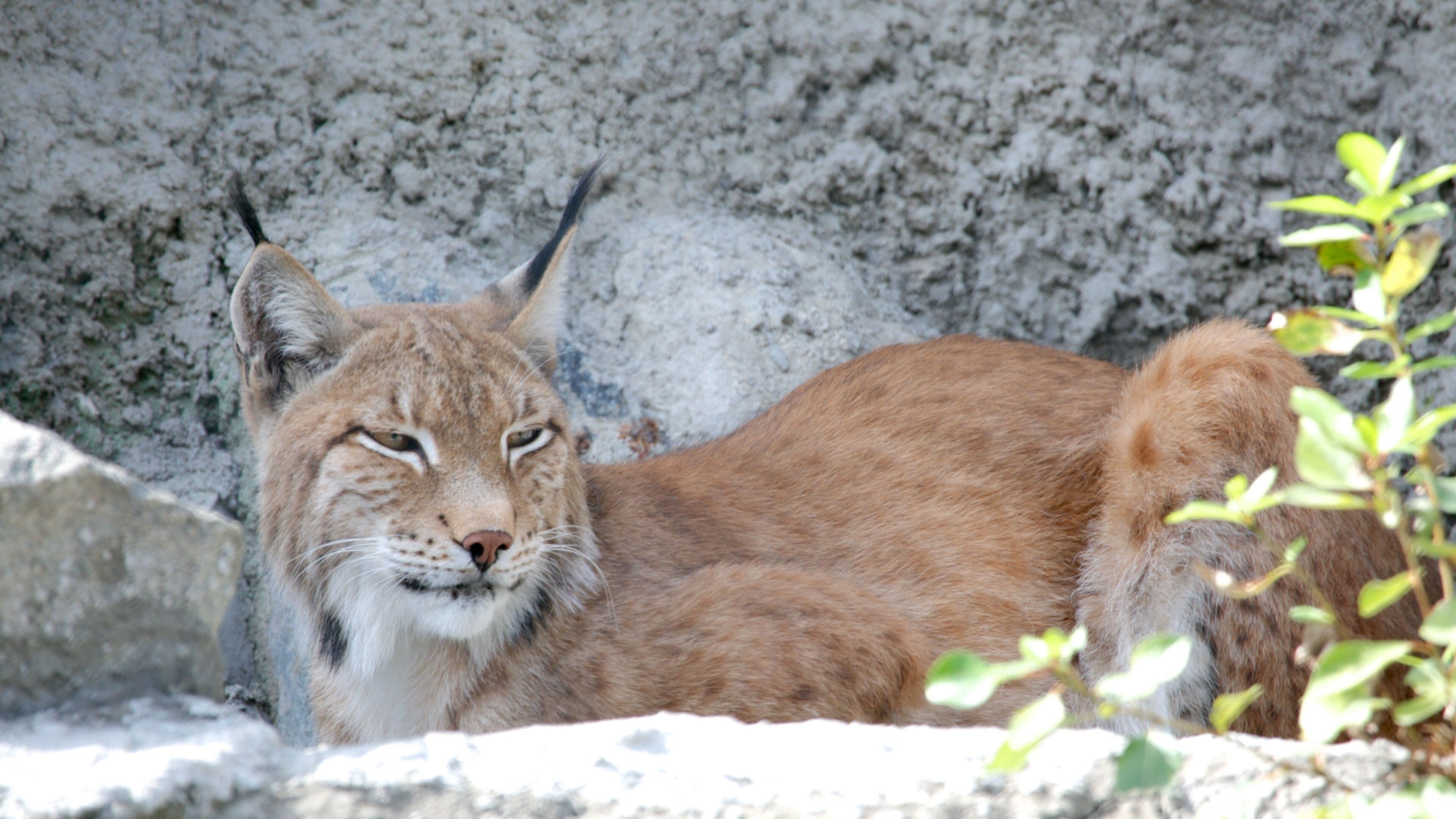 Moscow Zoo which includes animals and dangerous animals