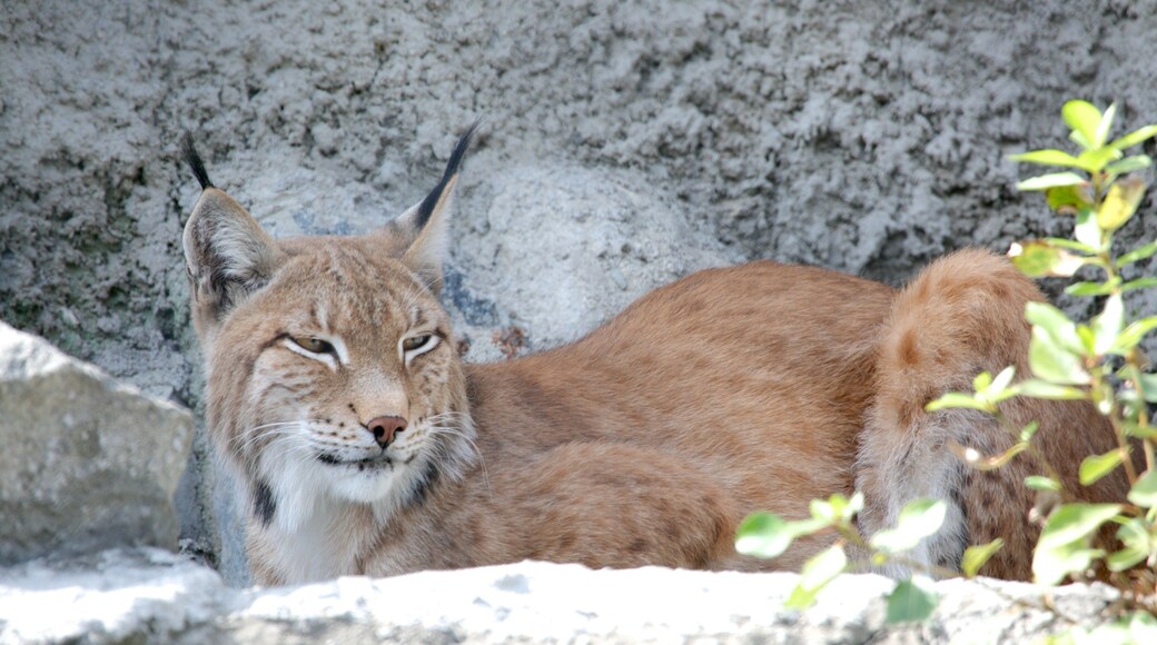 Moscow Zoo featuring dangerous animals and animals