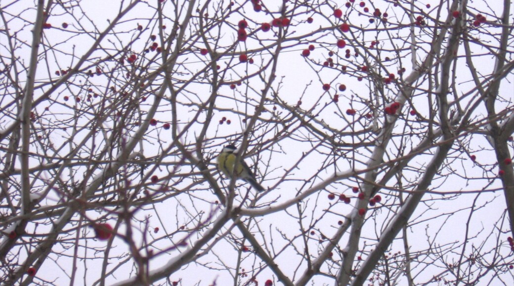 Hermitage Garden which includes bird life
