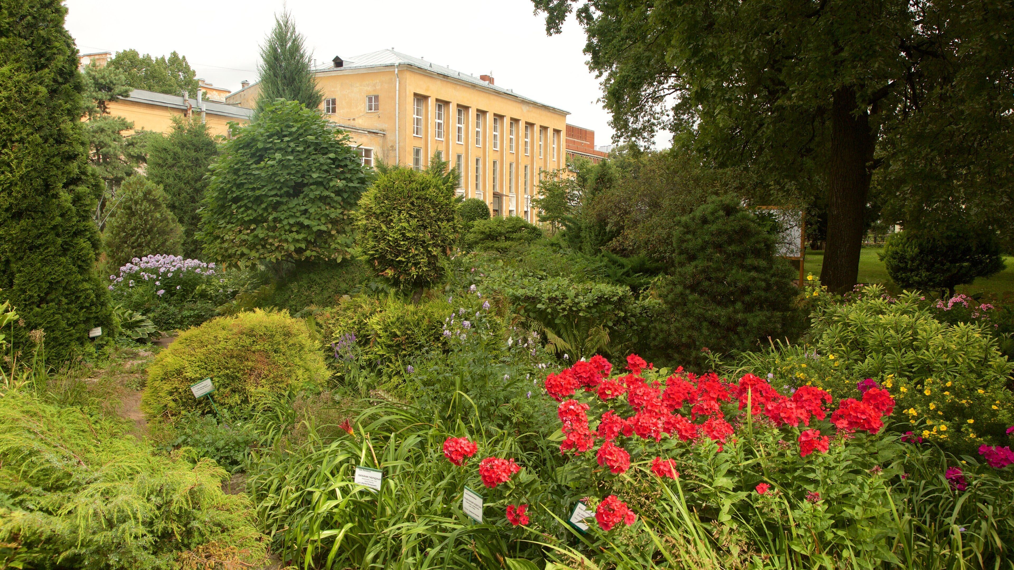 St. Petersburg Botanical Garden showing a garden and flowers
