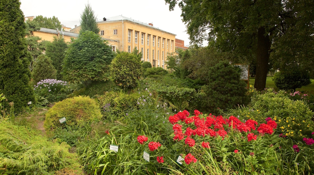 St. Petersburg Botanical Garden showing a garden and flowers