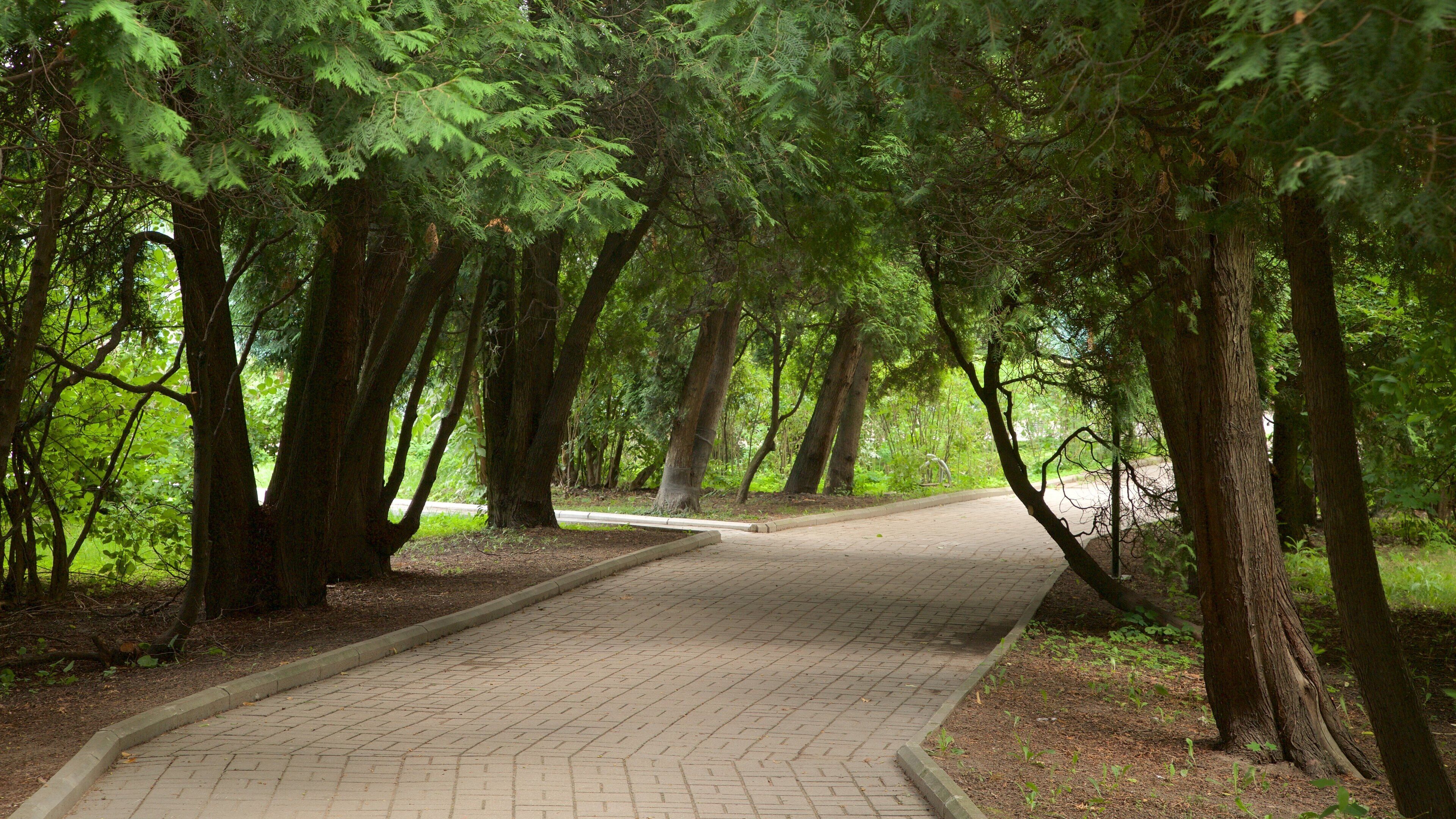 St. Petersburg Botanical Garden featuring a garden