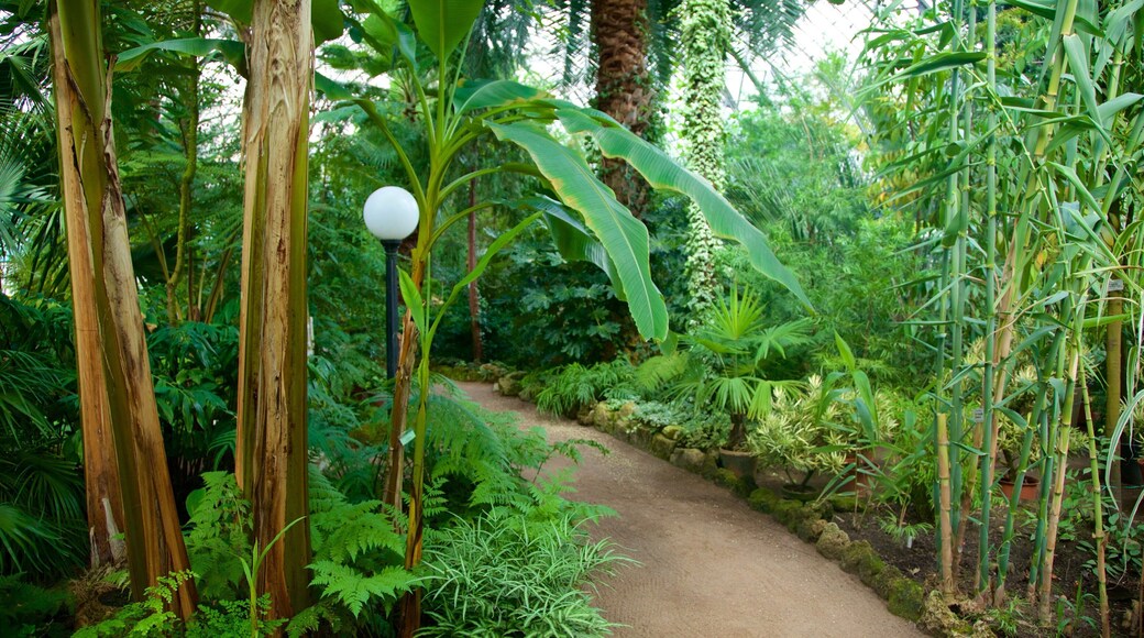 St. Petersburg Botanical Garden showing a park