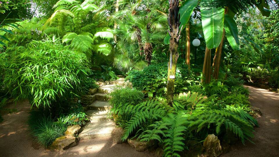 A lush garden with a stone pathway, ferns, and banana trees.