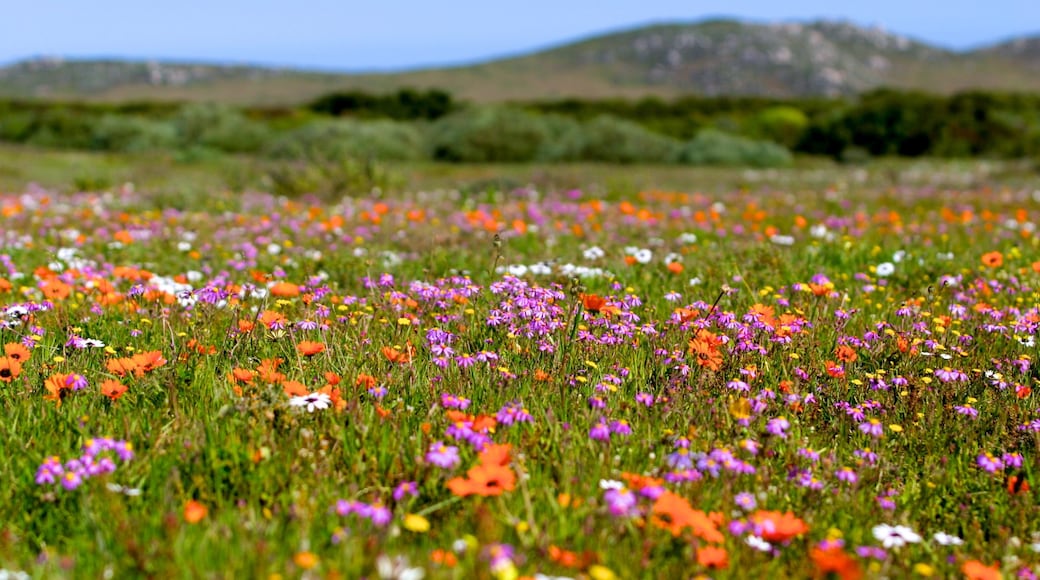 Cap de Bonne-Espérance montrant fleurs sauvages, fleurs et parc