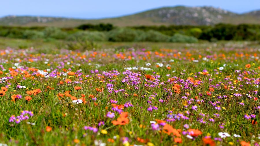 Cape of Good Hope featuring a park, landscape views and flowers