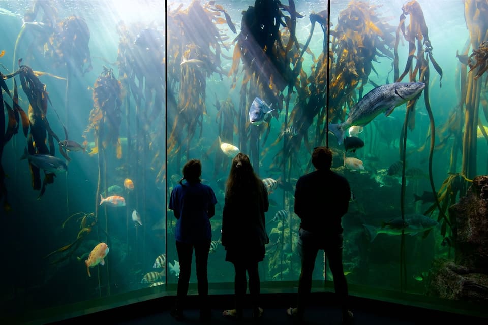 An aquarium with various fish and sea plants.