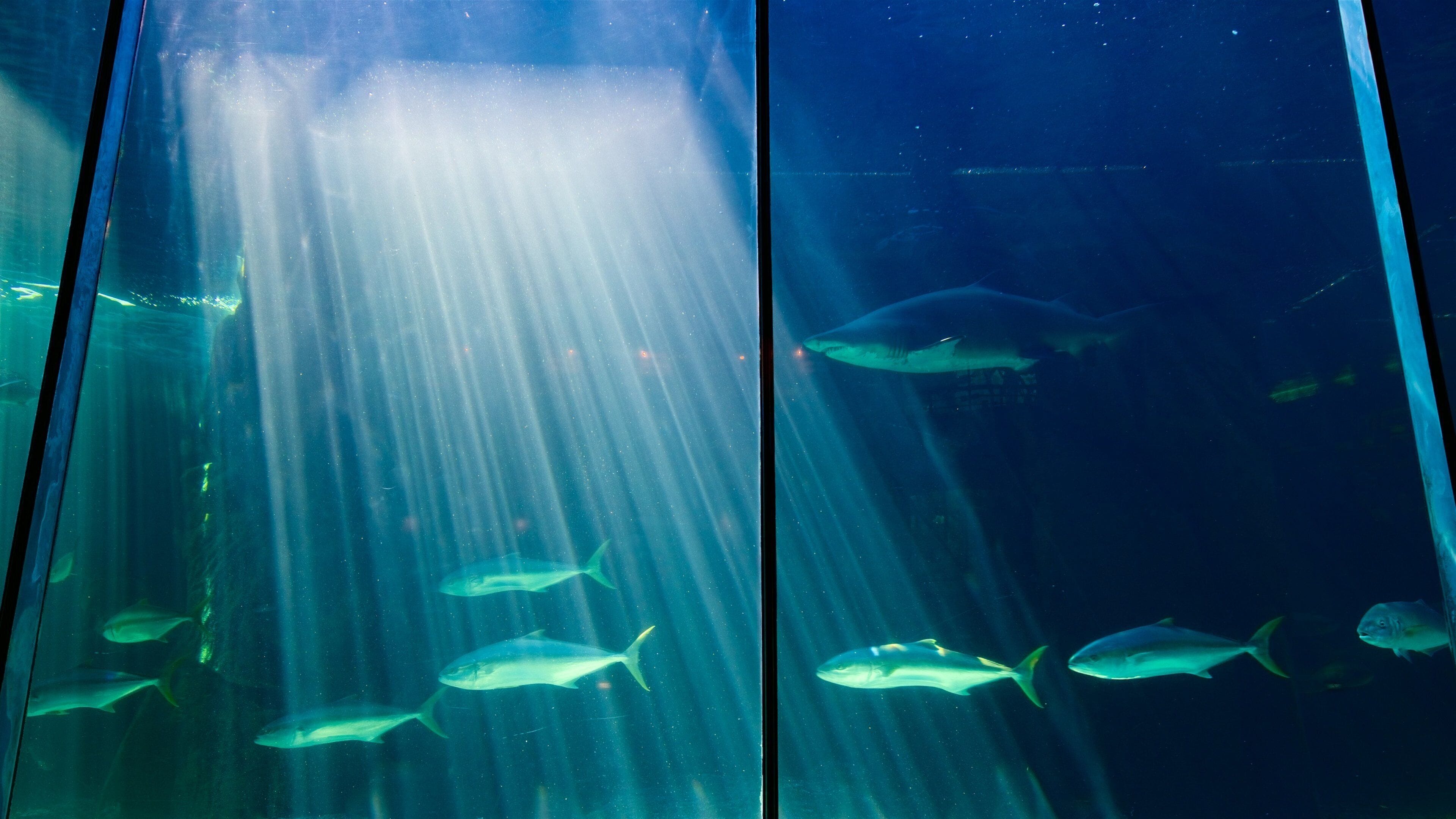 Two Oceans Aquarium showing marine life