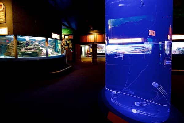 Two Oceans Aquarium welches beinhaltet Meeresbewohner