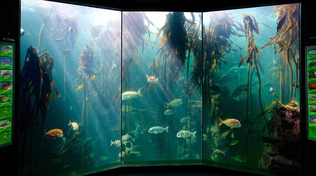 Two Oceans Aquarium welches beinhaltet Meeresbewohner