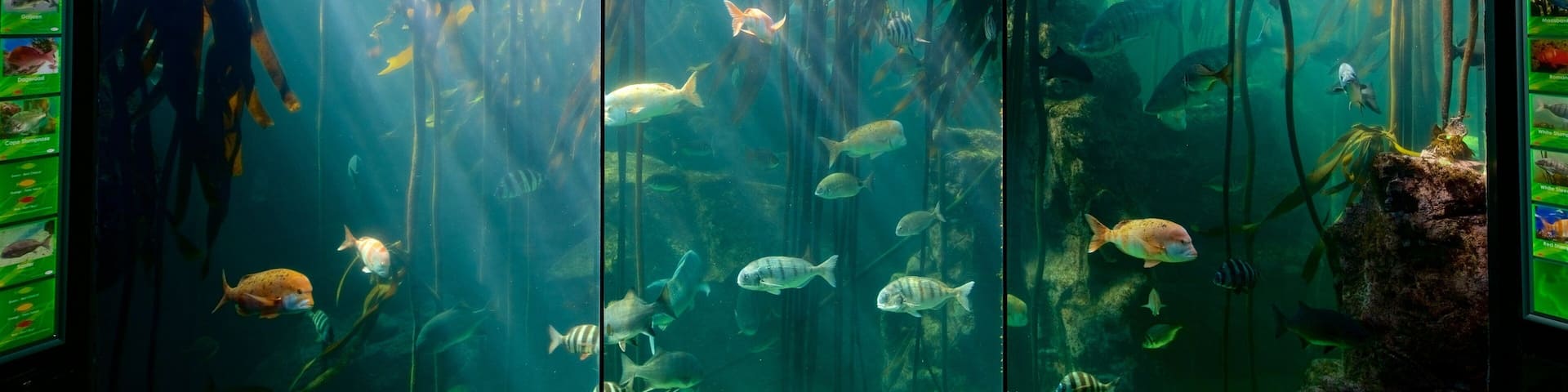 Two Oceans Aquarium featuring marine life