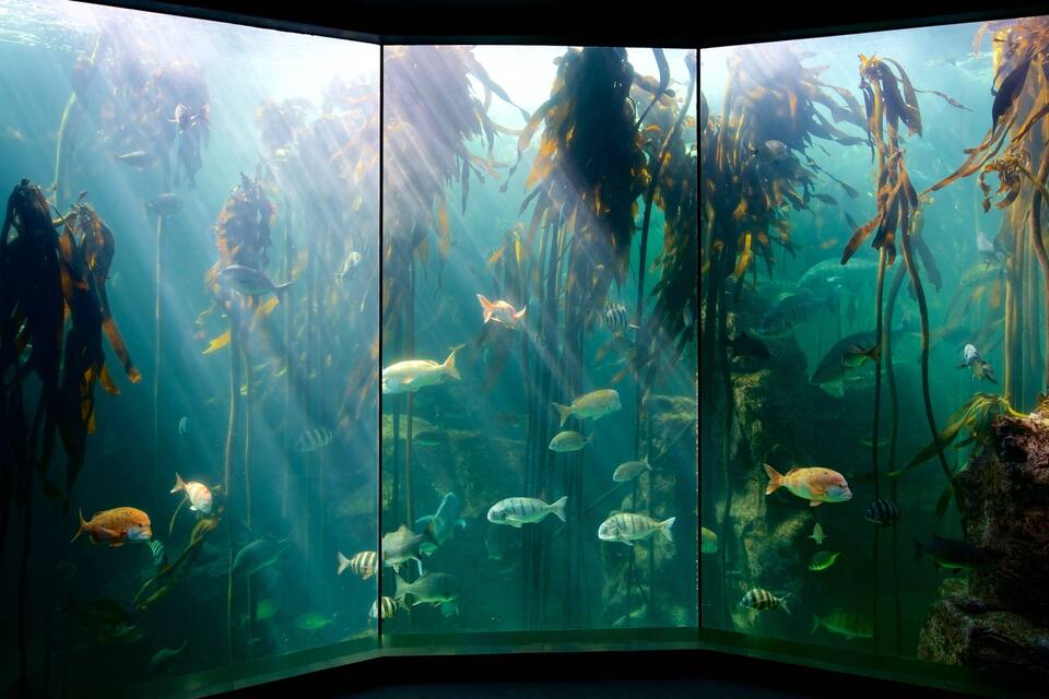 Un aquarium où nagent différentes espèces de poissons, au milieu de varech et de rochers.