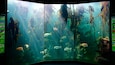 Two Oceans Aquarium featuring marine life