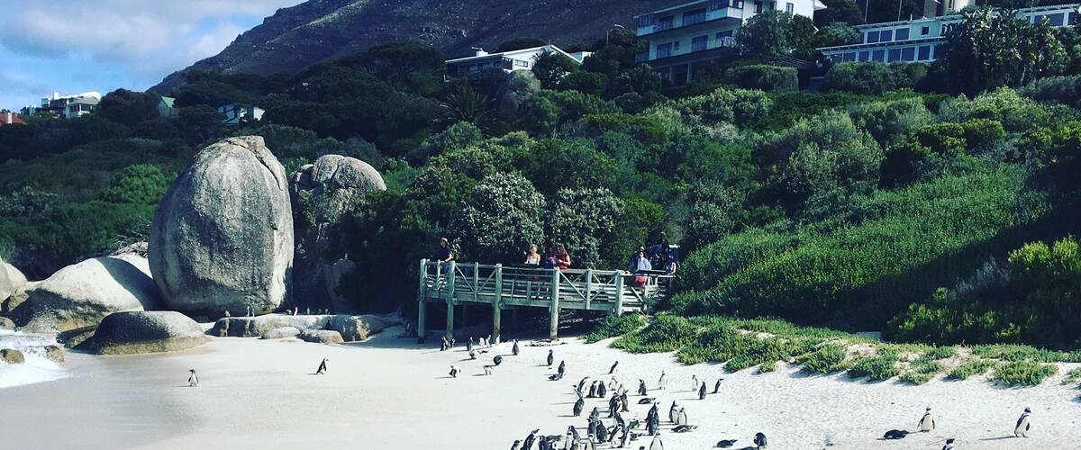 Une plage où l’on peut voir des pingouins, un pont en bois et des maisons en arrière-plan.