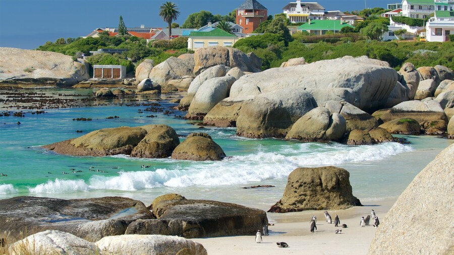 Boulders Beach que incluye litoral rocoso, una playa y vida marina