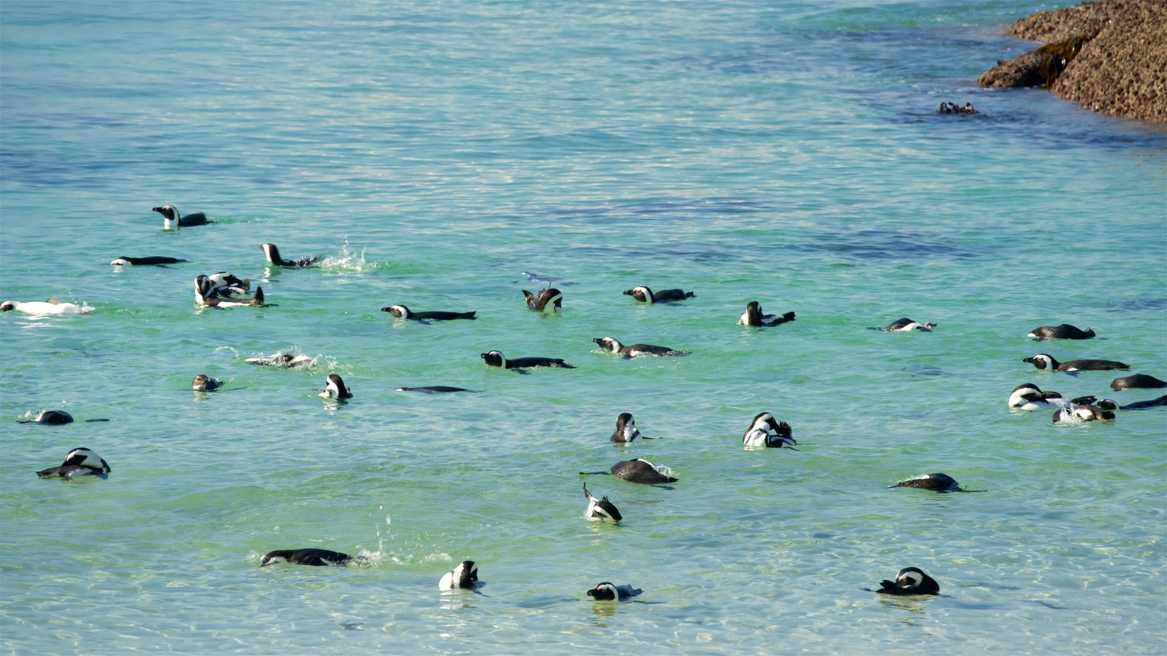 Boulders Beach fasiliteter samt sjøliv