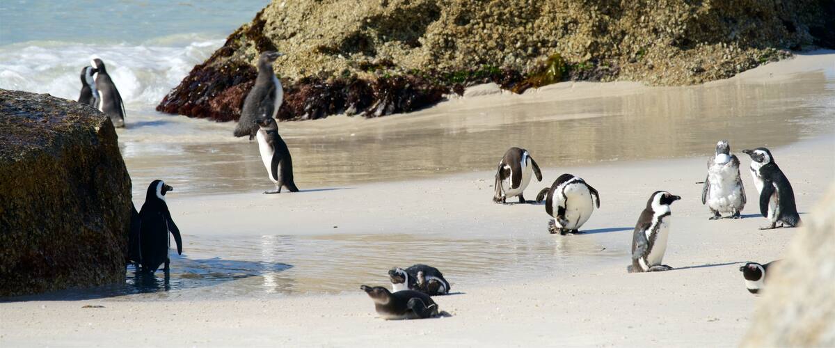 Boulders Beach which includes marine life