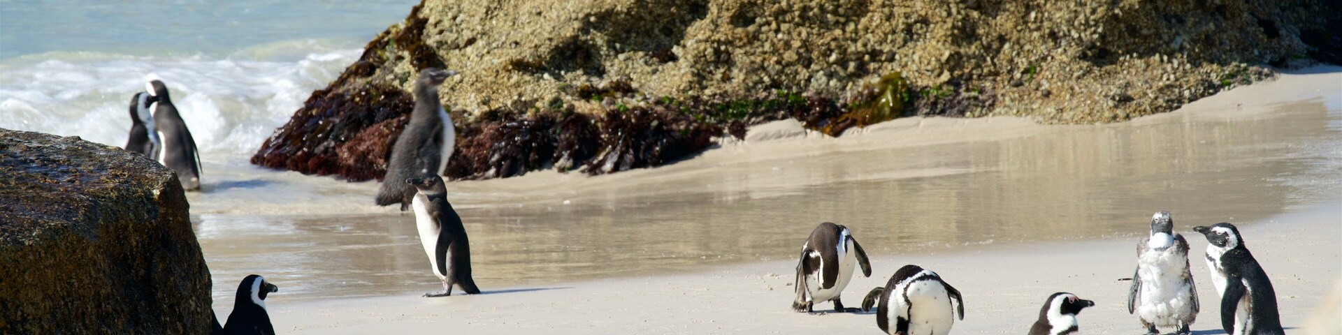 Praia dos Rochedos que inclui vida marinha
