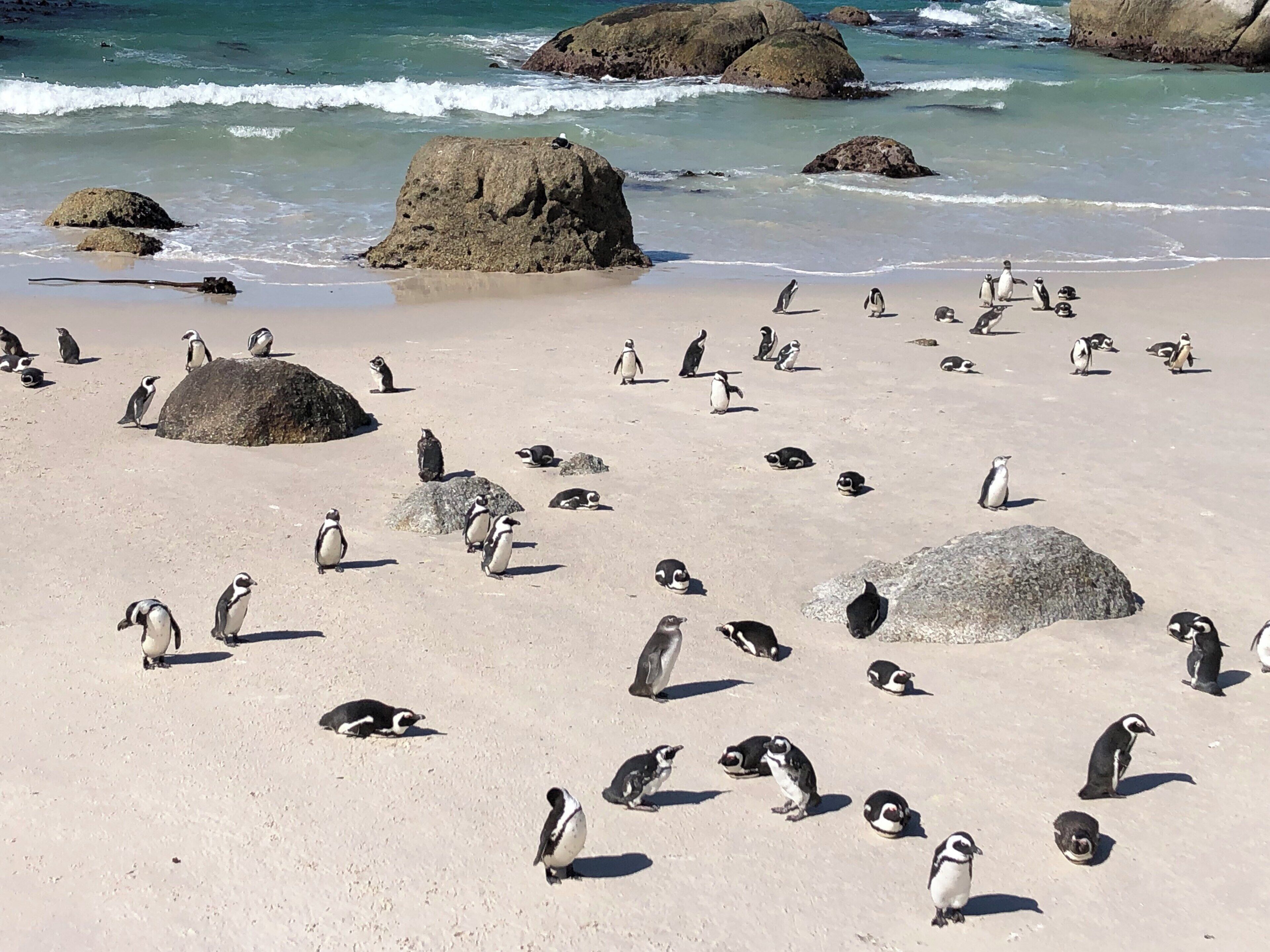 Boulders Beach Penguin Colony, near Cape Town