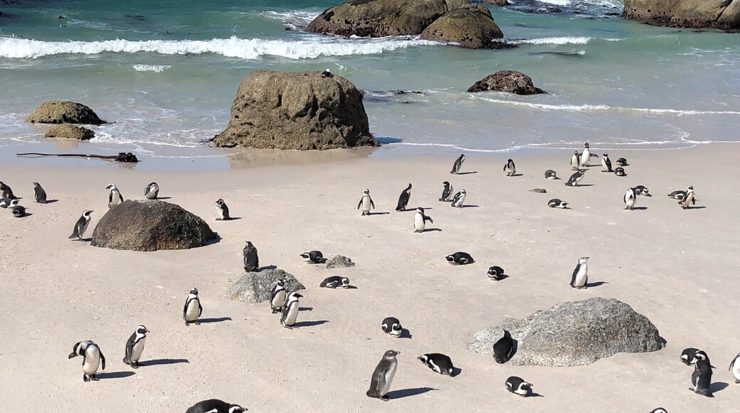 Boulders Beach Penguin Colony, near Cape Town
