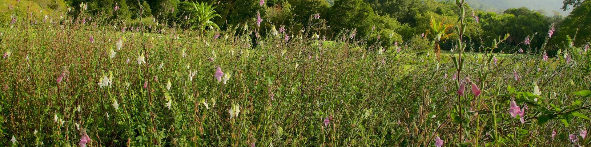 Kirstenbosch National Botanical Gardens featuring a park