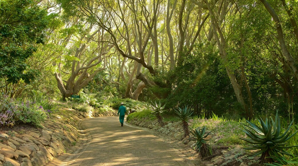 Kirstenbosch National Botanical Garden showing a garden