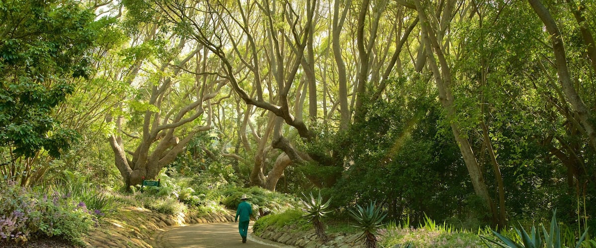 Kirstenbosch botaniska trädgård som inkluderar en trädgård