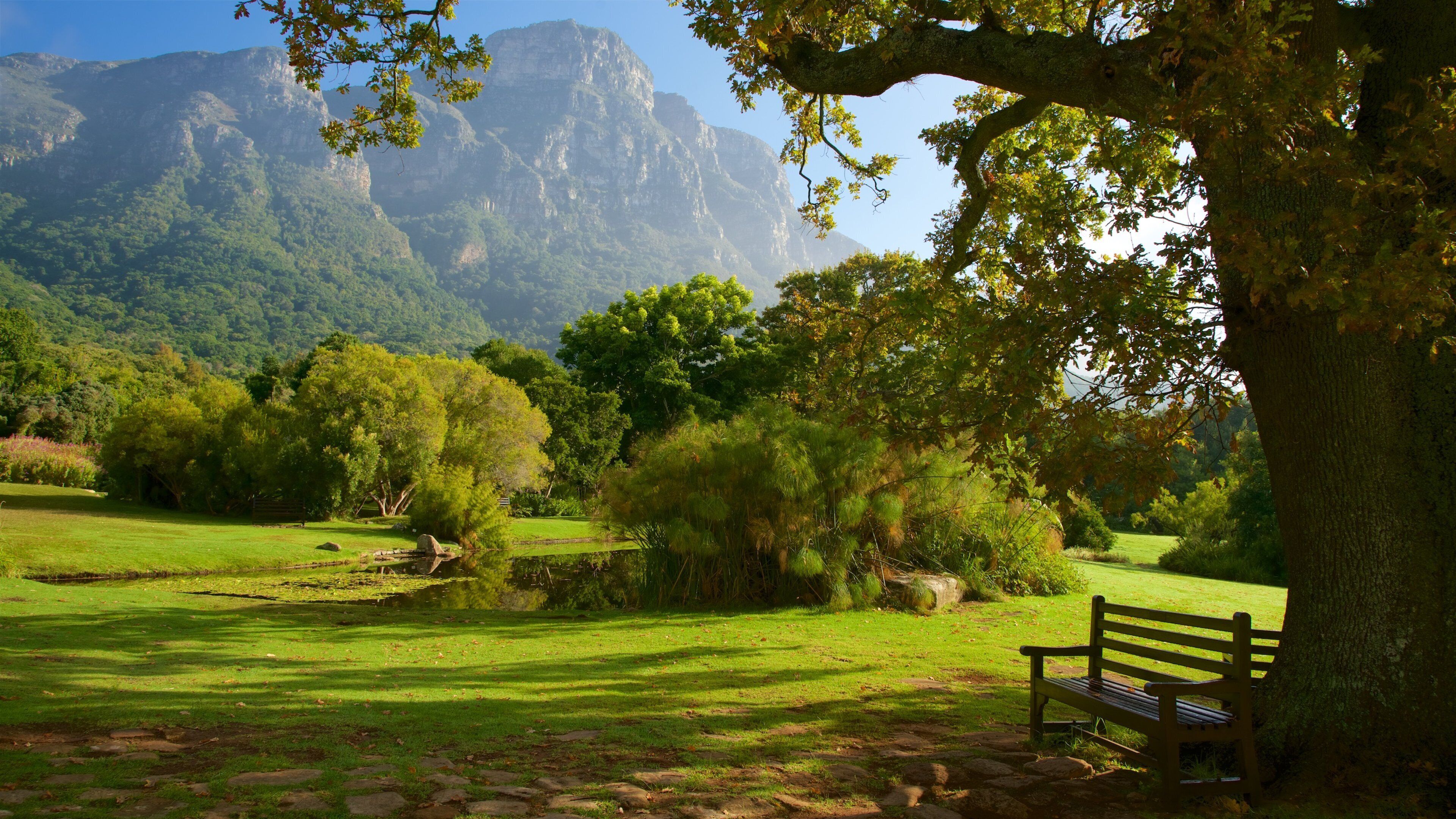 Kirstenbosch botaniska trädgård som visar en park